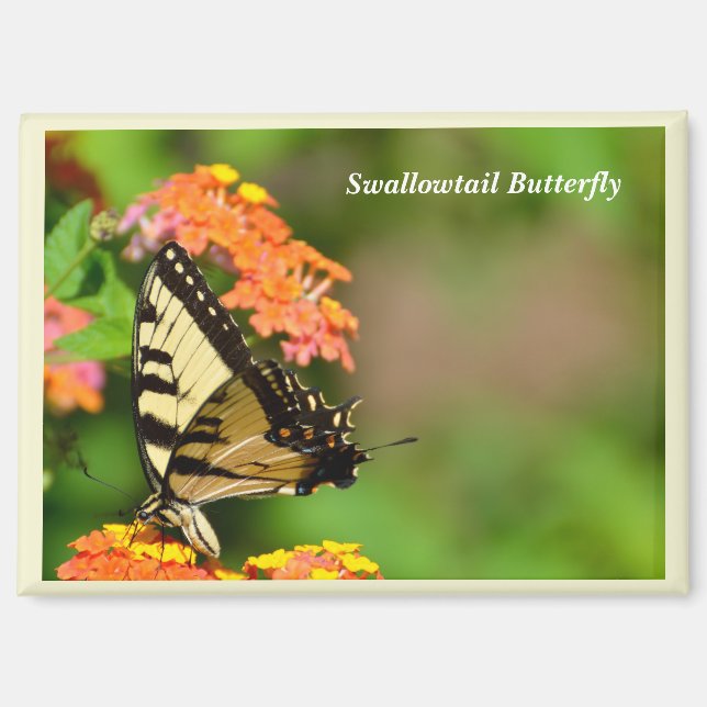 Schlucken Sie Schwanz Schmetterling am Gartenmagne Magnet (Vorderseite)
