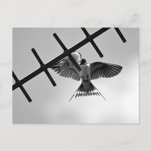 Schlucken und Flecken Postkarte (Vorderseite)