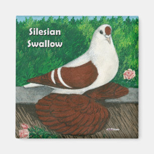 Schlucktaube: Schlesien Magnet