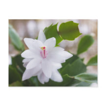 Schlumbergera Pot Blume
