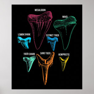 Schlüssel für die Jagd auf Haifischflossen Poster