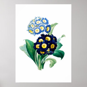 Schlüsselblumen-Primel-Druck von Pierre-Joseph Red Poster
