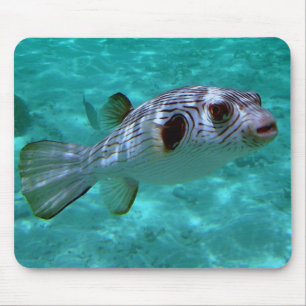 Schmal-gesäumte Puffer-Fische Mousepad