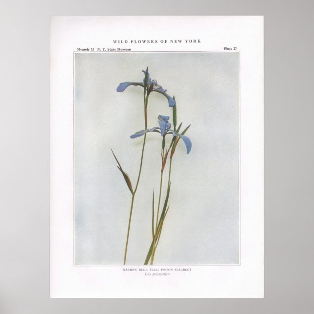 Schmale blaue Flagge; Gift markroot Poster (Vorne)