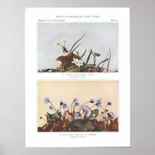 Schmalgelb Frühlingshauty - Claytonia virginica Poster