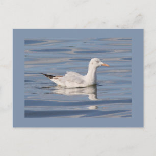 Schmalgliedrige Möve Postkarte