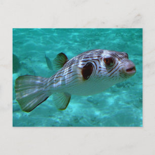 Schmalspurfisch Postkarte