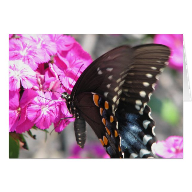 Schmetterling (Vorderseite (Horizontal))