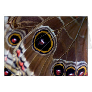 Schmetterling
