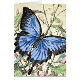 Schmetterling