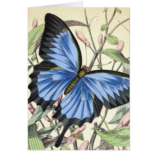 Schmetterling (Vorne)