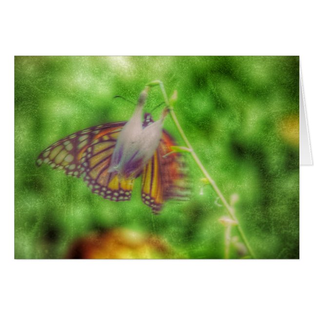 Schmetterling (Vorderseite (Horizontal))
