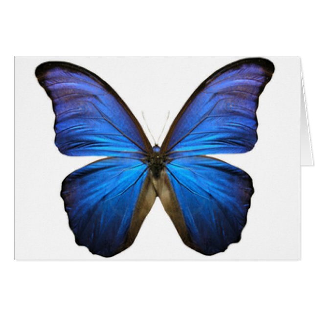 SCHMETTERLING (Vorderseite (Horizontal))