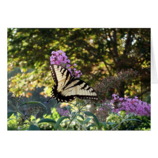 Schmetterling