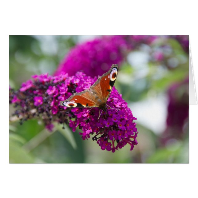 Schmetterling (Vorderseite (Horizontal))