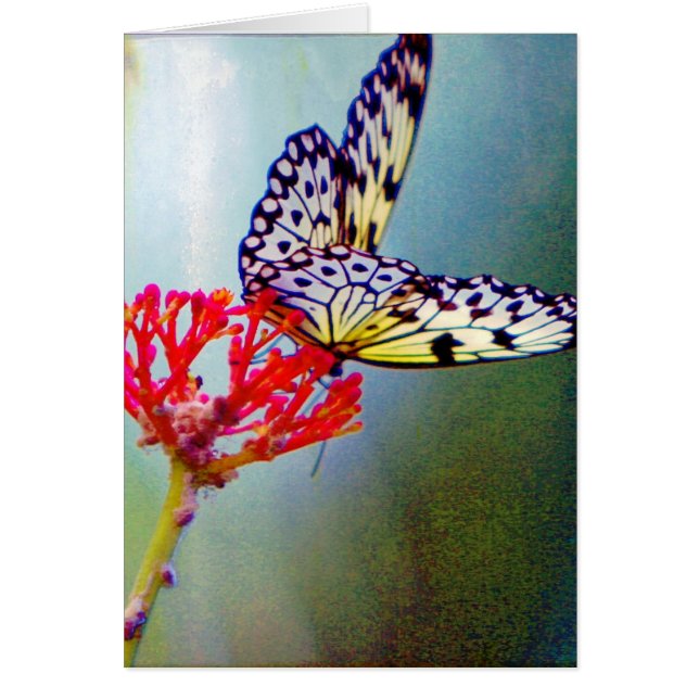 Schmetterling (Vorne)