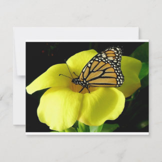 Schmetterling