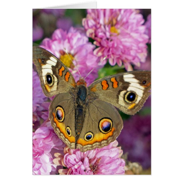 Schmetterling (Vorne)