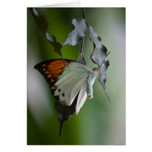 Schmetterling