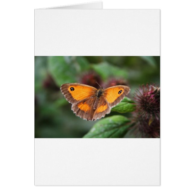 Schmetterling (Vorne)