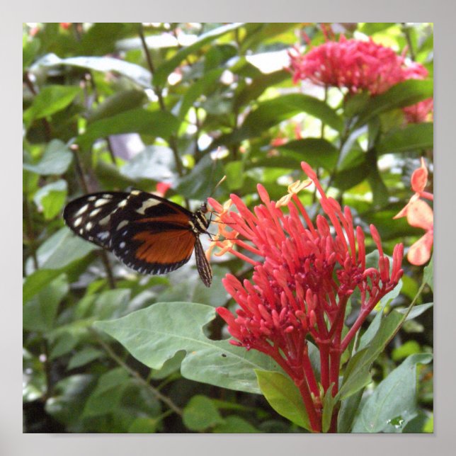 Schmetterling1 Poster (Vorne)