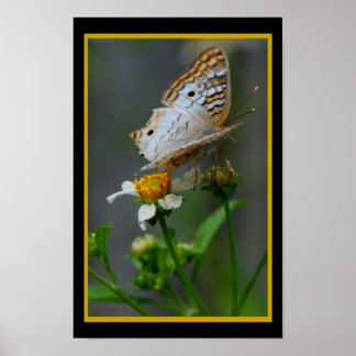 Schmetterling302 Poster
