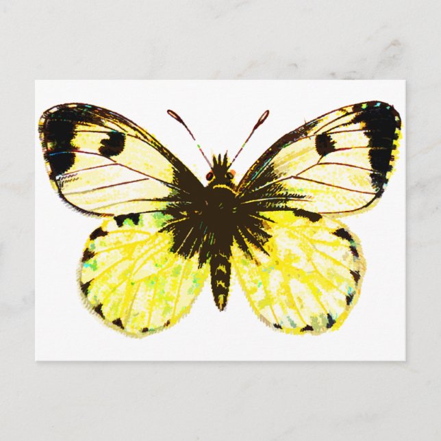 Schmetterling 02 postkarte (Vorderseite)