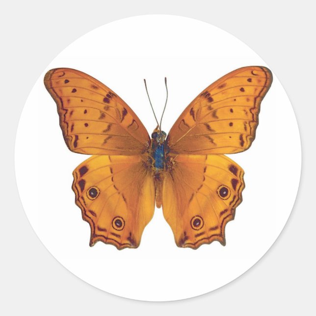 schmetterling 03 runder aufkleber (Vorderseite)