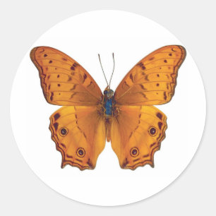 Schmetterling 03 runder aufkleber