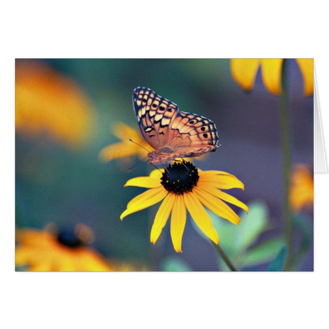 Schmetterling 1 (Vorderseite (Horizontal))