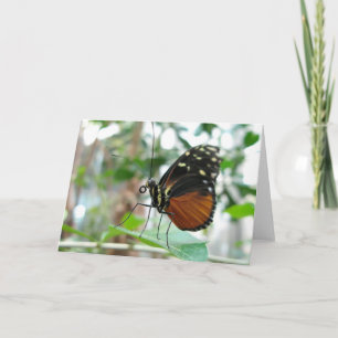 Schmetterling #1 karte