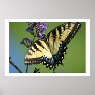 Schmetterling 1 poster