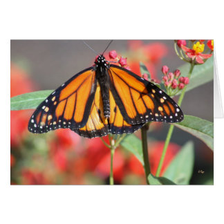 Schmetterling 1, wunderbar