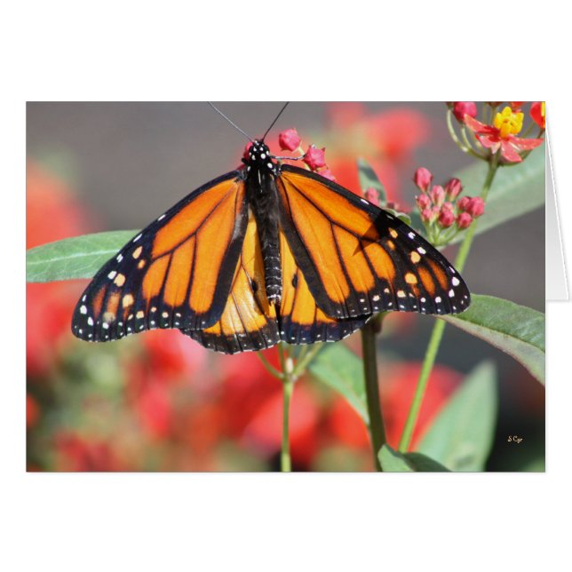 Schmetterling 1, wunderbar (Vorderseite (Horizontal))