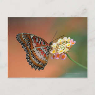 Schmetterling 2 postkarte