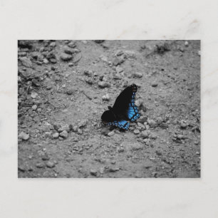 Schmetterling 2 Postkarte