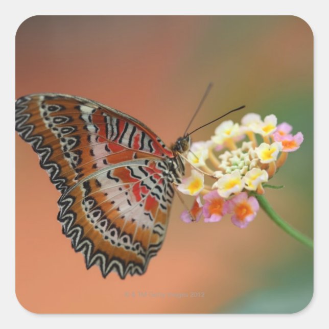 Schmetterling 2 quadratischer aufkleber (Vorderseite)