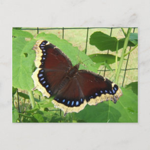 Schmetterling 56 ~ Postkarte