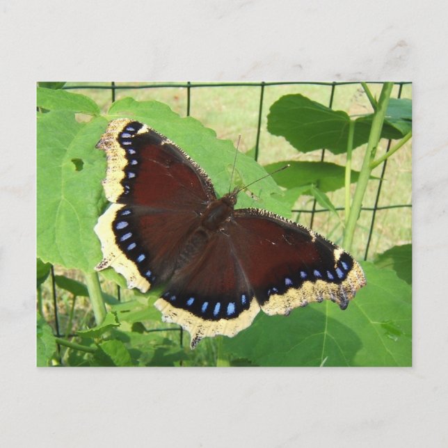 Schmetterling 56 ~ Postkarte (Vorderseite)