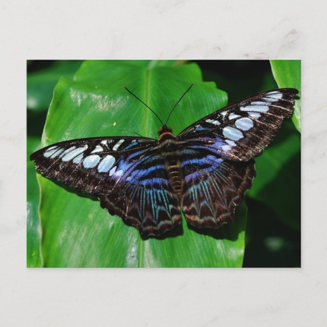 Schmetterling 5 Postkarte (Vorderseite)