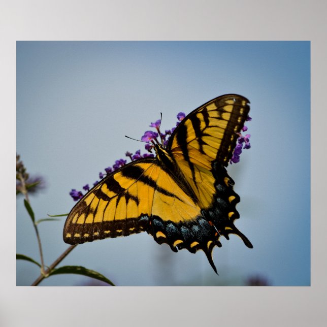 Schmetterling am Himmel Poster (Vorne)
