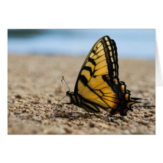 Schmetterling am Strand