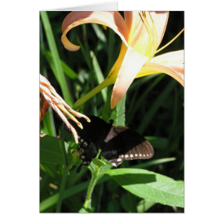 Schmetterling an der Erholung