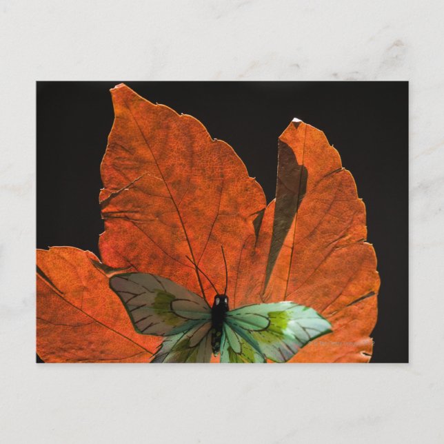 Schmetterling auf Blatt 2 Postkarte (Vorderseite)