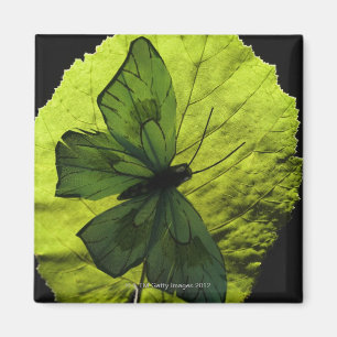 Schmetterling auf Blatt Magnet