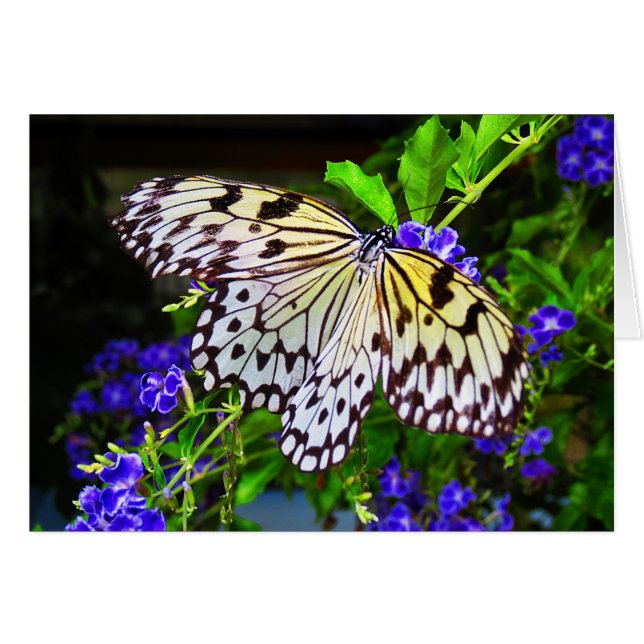 Schmetterling auf blauen Blumen (Vorderseite (Horizontal))