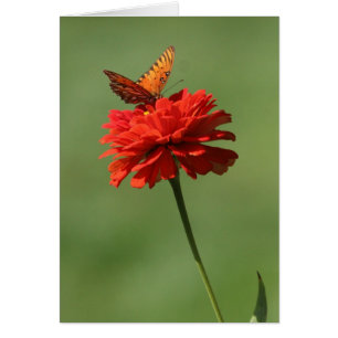 Schmetterling auf Blume