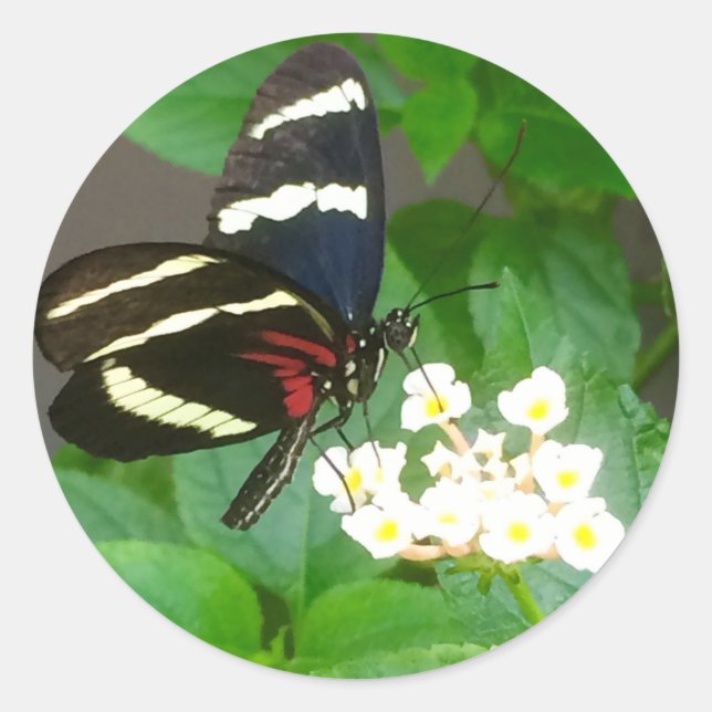 Schmetterling auf Blume Aufkleber (Vorderseite)
