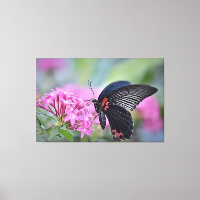 Schmetterling auf Blume Leinwanddruck (Vorderseite)