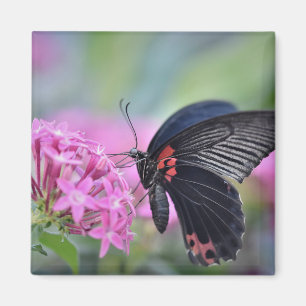 Schmetterling auf Blume Magnet